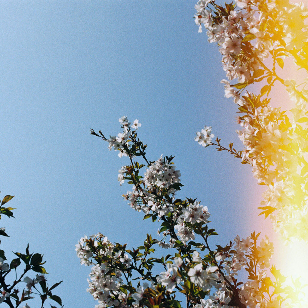 Fotografía analógica a color de flores blancas con cielo despejado azul y destello de luz