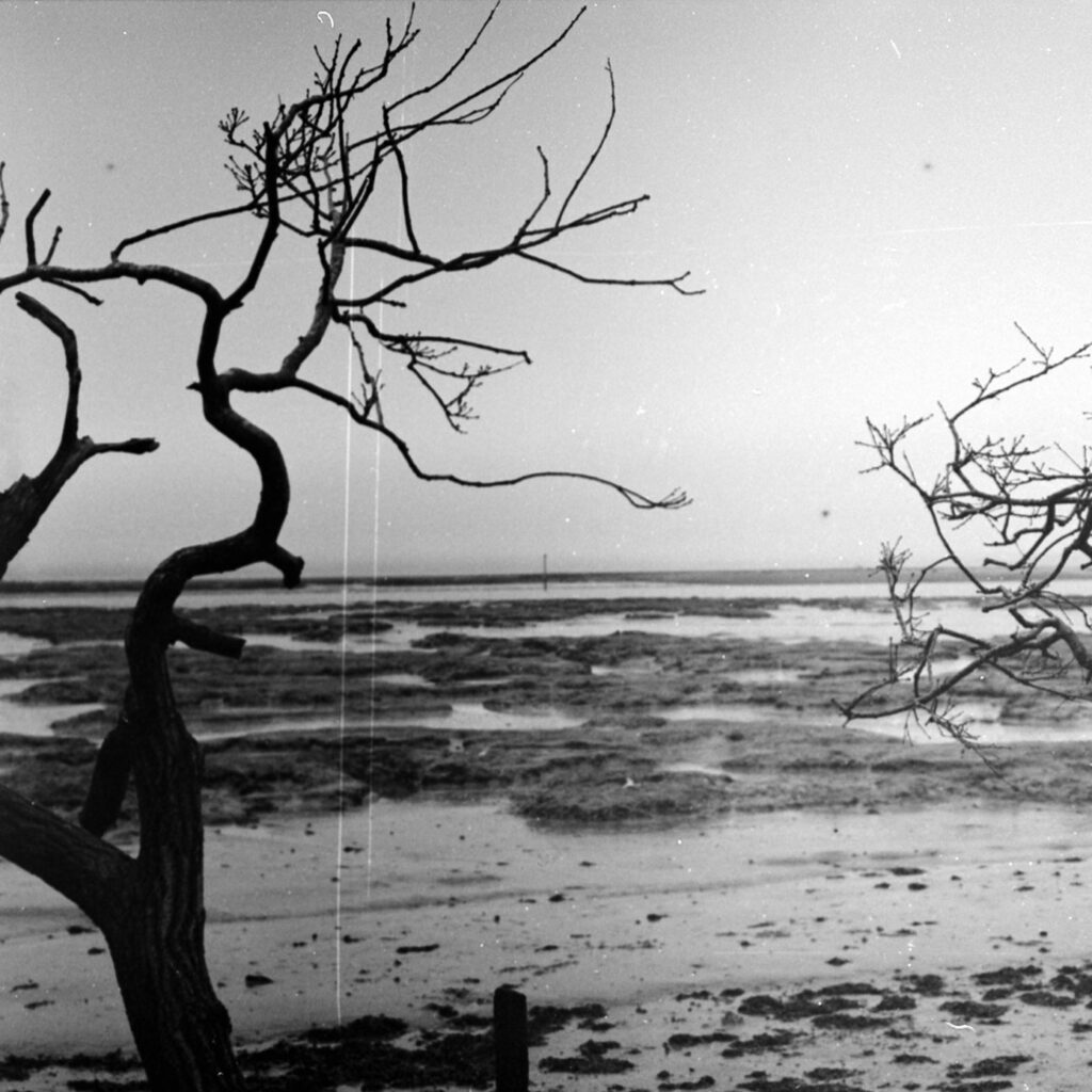 Ejemplo de revelar carretes en blanco y negro de un paisaje de árboles sin hojas