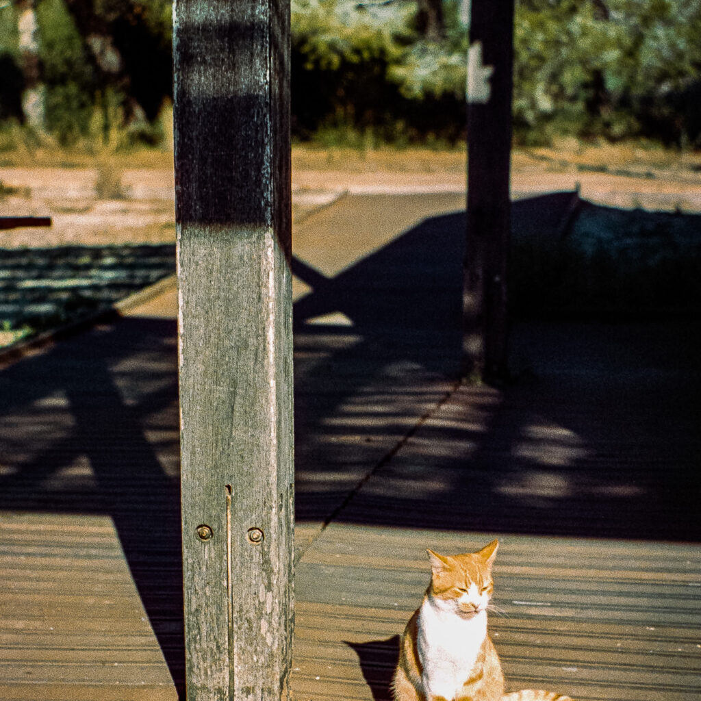 Ejemplo fotografia analogica Cinestill 400 Luz dia